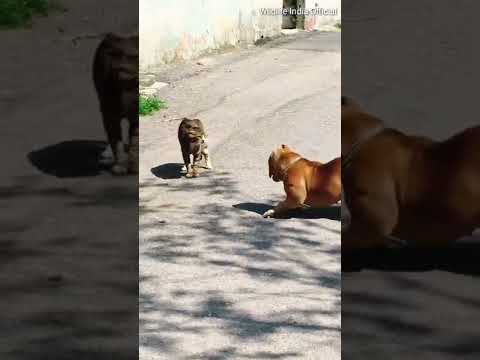 Pitbull Dog Fighting with Cat. DOG Vs CAT Fight. #short #shorts #dog #pitbull #pitbulldog #cat