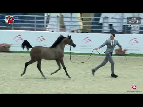 N.131 SHAALAN AL ZOBAIR - Sharjah International Arabian Horse Festival 2023 - Yearling Colts Sec...