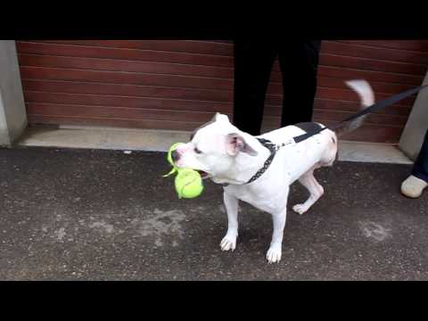 Monty at Venice.. 03/27/2011