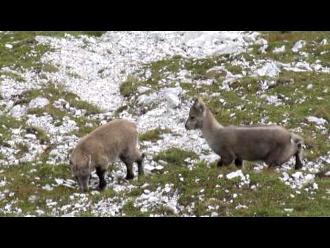 Via Amalia - Jof di Montasio