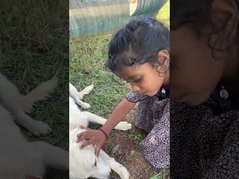 #folksong #dog #doglover #farming #agriculturalsystem #agriculture