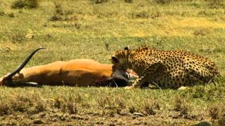 Cheetah feeding - Serengeti National Park