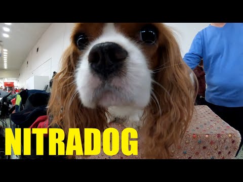 NITRADOG PRIBINA CUP - Agrokomplex Nitra Slovakia - Medzinárodná výstava psov Nitradog