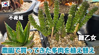 【多肉植物】多肉農園で買ってきた舞乙女、不夜城の植え替え！多肉は結局根っこが大事！