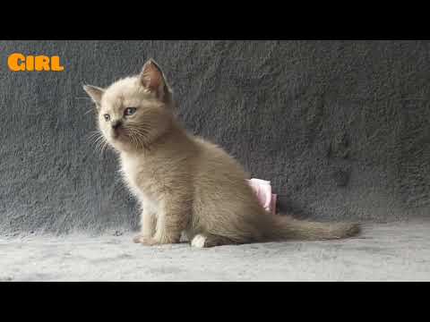 Semi-British kittens(can deliver) - Image 2