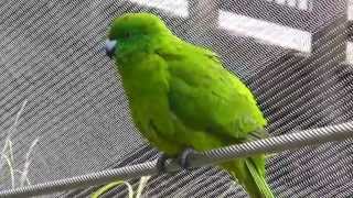 Antipodes Island Parakeet