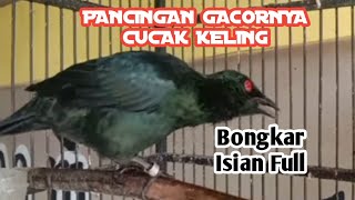 Download lagu PANCINGAN CUCAK KELING SANGAT MENGGODA BURUNG MACET BUNYI AKAN IKUTAN BUNYI mp3