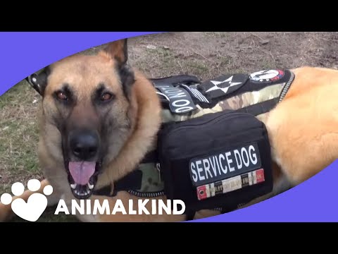 Watch service dog calm war vet’s PTSD reaction