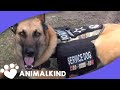 Watch service dog calm war vet's PTSD reaction