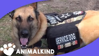 Watch service dog calm war vet