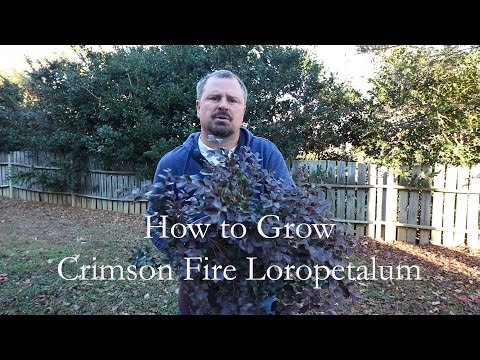 download lagu mp3 mp4 Crimson Fire Loropetalum Size, download lagu Crimson Fire Loropetalum Size gratis, unduh video klip Crimson Fire Loropetalum Size
