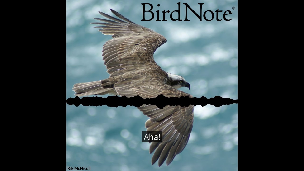 BirdNoir: Dial E for Eagle