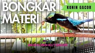 Download lagu KONIN GACOR PANCINGAN AMPUH BIKIN KOLIBRI NINJA LAIN IKUT GACOR DOR mp3