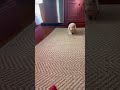 The Puppy And The Bunny Breakfast Story