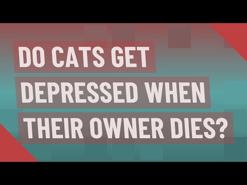 Do cats get depressed when their owner dies?