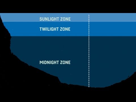 What Are The Sea Zones? Explaining Deep Sea Exploration - Behind the News