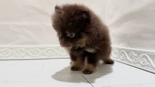 ポメラニアンの動画01