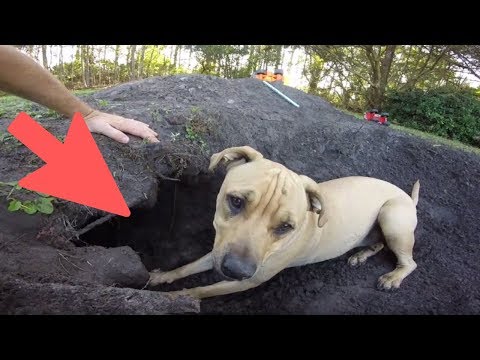 This Dog Digs Up $10M Worth Of Gold Coins In Neighbor’s Yard