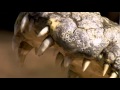 Massive Teeth Of A Giant Nile Crocodile HD 720p