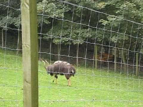Lateral Presentation Display of Nyala Adult Male, Edinburgh Zoo (recorded in 09/10/2010)