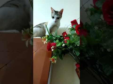 Aishu Playing with Flowers (Baby Cat)
