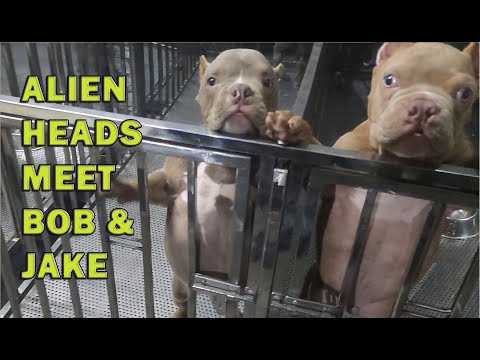 ISLAND BORN PAREHAS ALIEN HEAD EXOTIC BULLY DOG | DON RAIDER VLOG 269