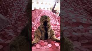 queue problem #cat #cute #catvideo #cutecat #funnyvideo #funny