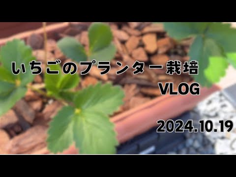 最高のイチゴ品種