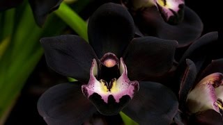 BLACK ORCHID  -  STEVIE WONDER - (1979)