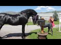 Curious Horse Intrigued by Statue of Small Foal - 998933