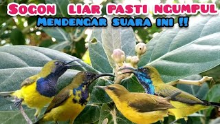 Download lagu Suara Pikat Sogon Cuit Cuit Ribut mp3