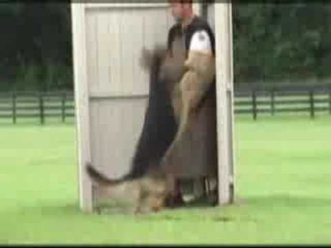 Iron Dog Schutzhund Club - Parek blind search, escape