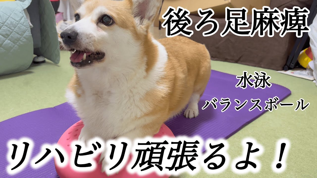 【後ろ足麻痺】普段のリハビリの様子！少しでも進行が遅れますように…！