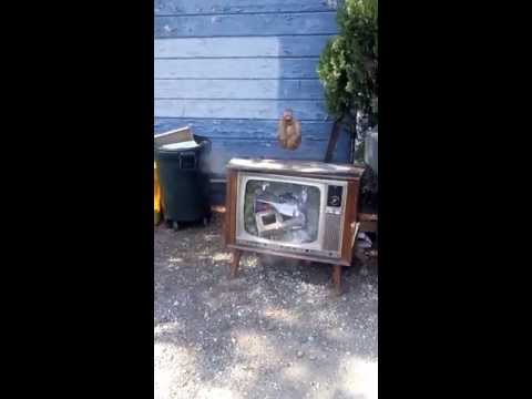 Crazy bastard finally had enough of TV