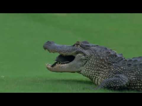 Reptile Fortress 2 (TF2 Dub)