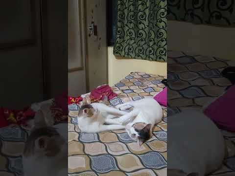 Daksh or Toby ke funny clips #😘😘😘# ye baal mujhe de de #😂😂😂# mai tujhe maar dalunga Lucy# 🥰🥰🥰