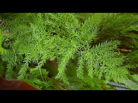 How to grow care satavar asparagus racemosus