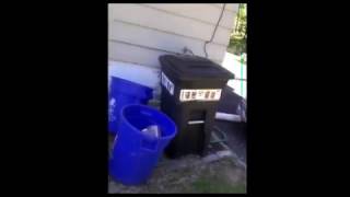 Spider and Cricket Removal from House NJ - eliminexnj.com - 732-284-3807