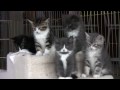 Kittens Watch Dog Fight (in HD) 