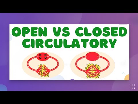 Animal Circulatory Systems &mdash; Open vs. Closed Circulatory