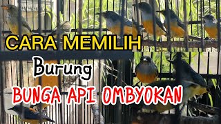Download lagu CARA MEMILIH BURUNG CABAI BUNGA API OMBYOKAN ‼️ #sugitoaviarychannel #burung #burungombyokan #kicau mp3 Download lagu CARA MEMILIH BURUNG CABAI BUNGA API OMBYOKAN ‼️ #sugitoaviarychannel #burung #burungombyokan #kicau mp3