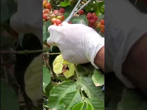 Part 2 - Sustainable Coffee Farming in Ibb, Yemen |  Abdul Karim, Manager of Blue Camel Farms