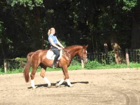 "FANTASTICO" 3j v. Fidertanz - De Niro -for sale- VB 6.500,- Euro