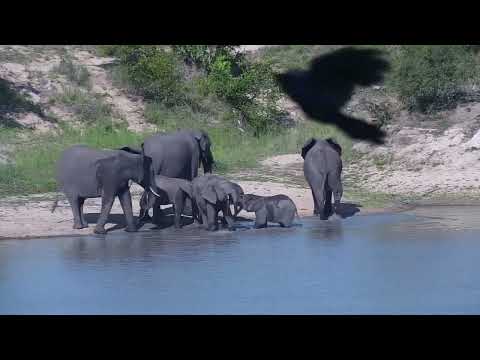 Djuma: Elephant group of six have a quick drink at the dam - 15:49 - 11/16/2023