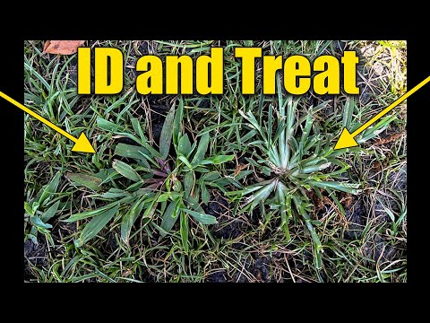 Crabgrass and Goosegrass in Lawn ID and Treat