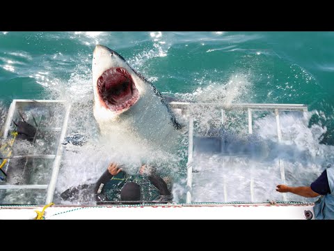 Shark Diving Gone Wrong!