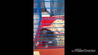 Angel stevie (wonder)