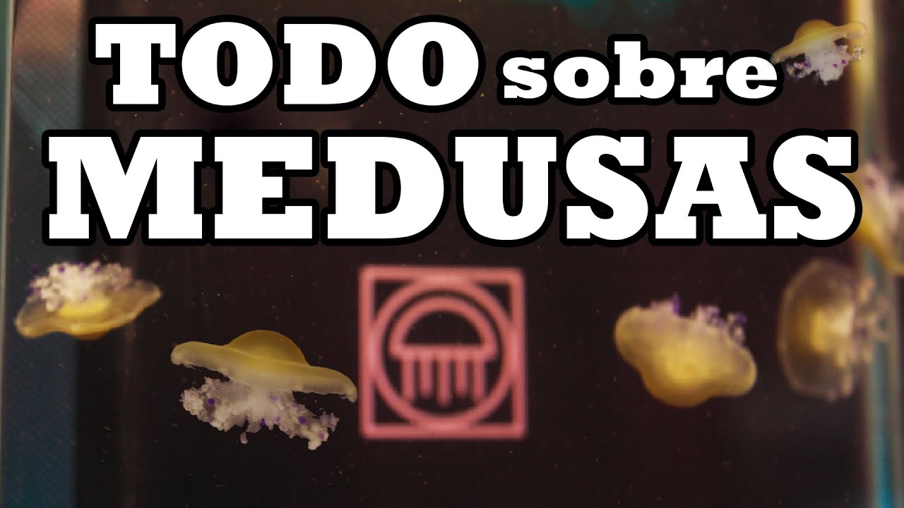 Watch MEDUSAS COMO MASCOTA //TODO LO QUE NECESITAS SABER 🥞👾😍 Now MEDUSAS COMO MASCOTA //TODO LO QUE NECESITAS SABER 🥞👾😍