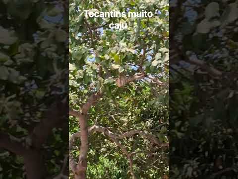 caju #tocantins #caju#Guarai#chacaracachoerinha#diversao