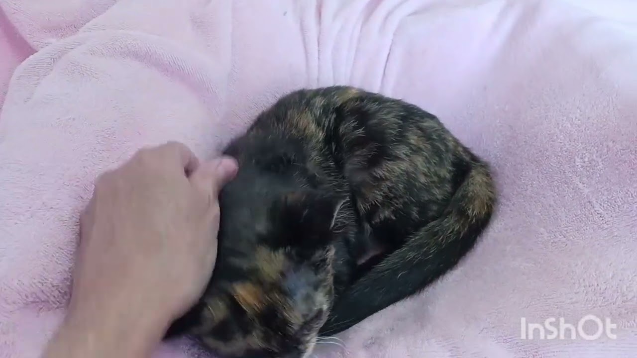 Enlarge Hazel Mae Everhart, a ADOPTABLE Tortoiseshell in Mesa, AZ video 4/4